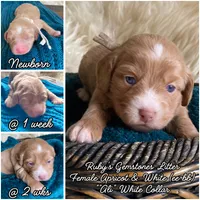 Alabaster "Ali", a female Miniature Bernedoodle and Miniature Aussiedoodle for sale in Seattle, WA – 3 of 4