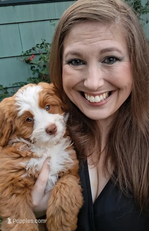 Emerald "Emmy" – Miniature Bernedoodle, Miniature Aussiedoodle puppy for sale in Seattle, WA