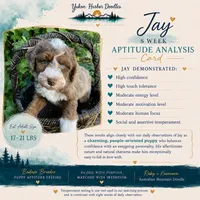 Jade "Jay", a male Miniature Bernedoodle and Miniature Aussiedoodle for sale in Seattle, WA – 2 of 9