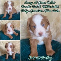 Emerald "Emmy", a female Miniature Bernedoodle and Miniature Aussiedoodle for sale in Seattle, WA – 3 of 4