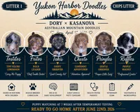 Cheeto Chad, a male Miniature Bernedoodle and Miniature Aussiedoodle for sale in Seattle, WA – 4 of 4