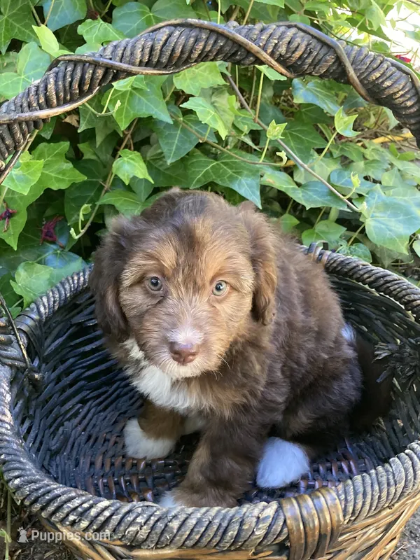 Fritos – Miniature Bernedoodle, Miniature Aussiedoodle puppy for sale in Seattle, WA