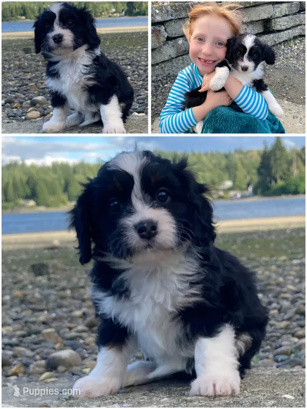 Ruffles – Miniature Bernedoodle, Miniature Aussiedoodle puppy for sale in Seattle, WA