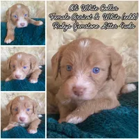 Alabaster "Ali", a female Miniature Bernedoodle and Miniature Aussiedoodle for sale in Seattle, WA – 2 of 4