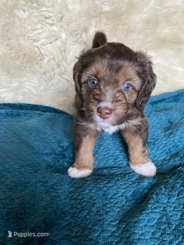 Fritos – Miniature Bernedoodle, Miniature Aussiedoodle puppy for sale in Seattle, WA