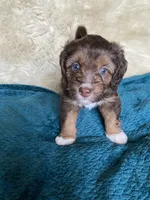 Fritos, a female Miniature Bernedoodle and Miniature Aussiedoodle for sale in Seattle, WA – 1 of 4
