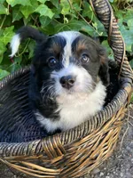 Ruffles, a female Miniature Bernedoodle and Miniature Aussiedoodle for sale in Seattle, WA – 4 of 9