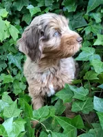 Tanzinite "Taz", a male Miniature Bernedoodle and Miniature Aussiedoodle for sale in Seattle, WA – 4 of 9