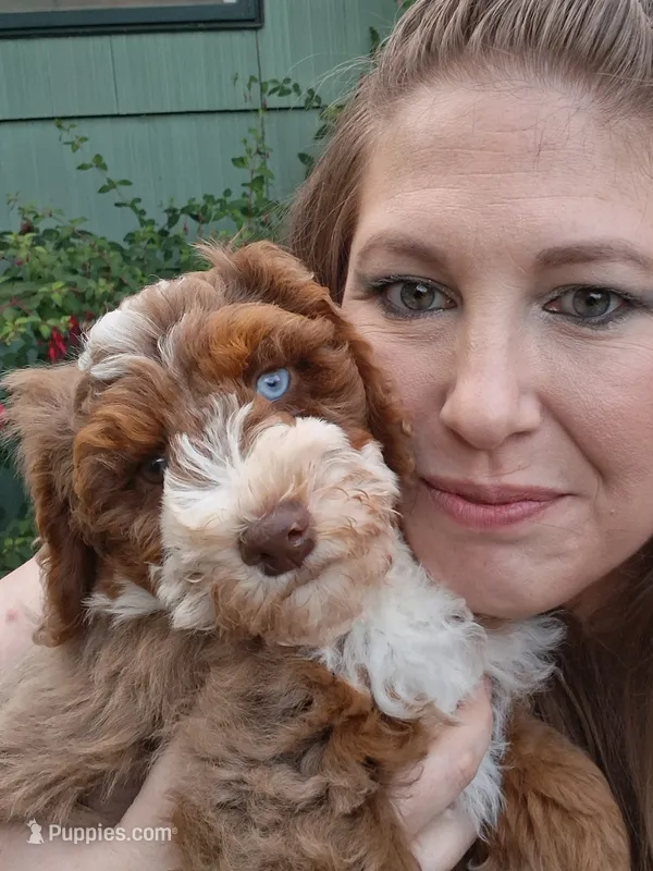Jade "Jay" – Miniature Bernedoodle, Miniature Aussiedoodle puppy for sale in Seattle, WA