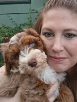 Jade "Jay", a male Miniature Bernedoodle and Miniature Aussiedoodle for sale in Seattle, WA – 1 of 9