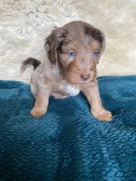 Tanzinite "Taz", a male Miniature Bernedoodle and Miniature Aussiedoodle for sale in Seattle, WA – 1 of 4