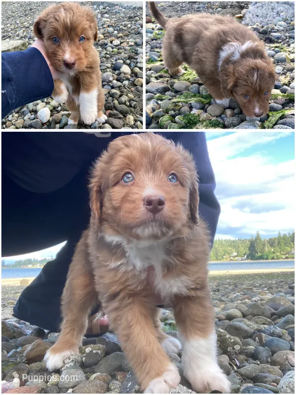 Cheeto Chad – Miniature Bernedoodle, Miniature Aussiedoodle puppy for sale in Seattle, WA