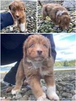 Cheeto Chad, a male Miniature Bernedoodle and Miniature Aussiedoodle for sale in Seattle, WA – 5 of 9