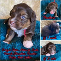 Fritos, a female Miniature Bernedoodle and Miniature Aussiedoodle for sale in Seattle, WA – 2 of 4