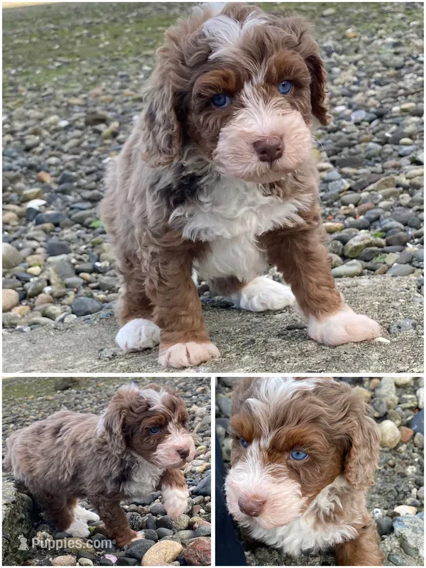 Jade "Jay" – Miniature Bernedoodle, Miniature Aussiedoodle puppy for sale in Seattle, WA