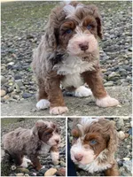 Jade "Jay", a male Miniature Bernedoodle and Miniature Aussiedoodle for sale in Seattle, WA – 6 of 9