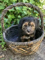 Takis, a female Miniature Bernedoodle and Miniature Aussiedoodle for sale in Seattle, WA – 5 of 10