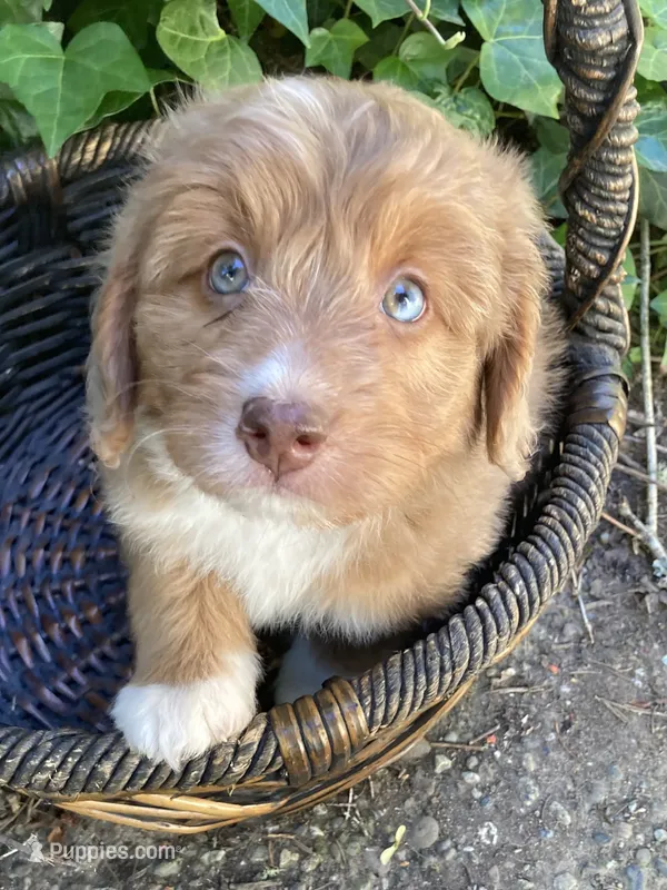 Cheeto Chad – Miniature Bernedoodle, Miniature Aussiedoodle puppy for sale in Seattle, WA