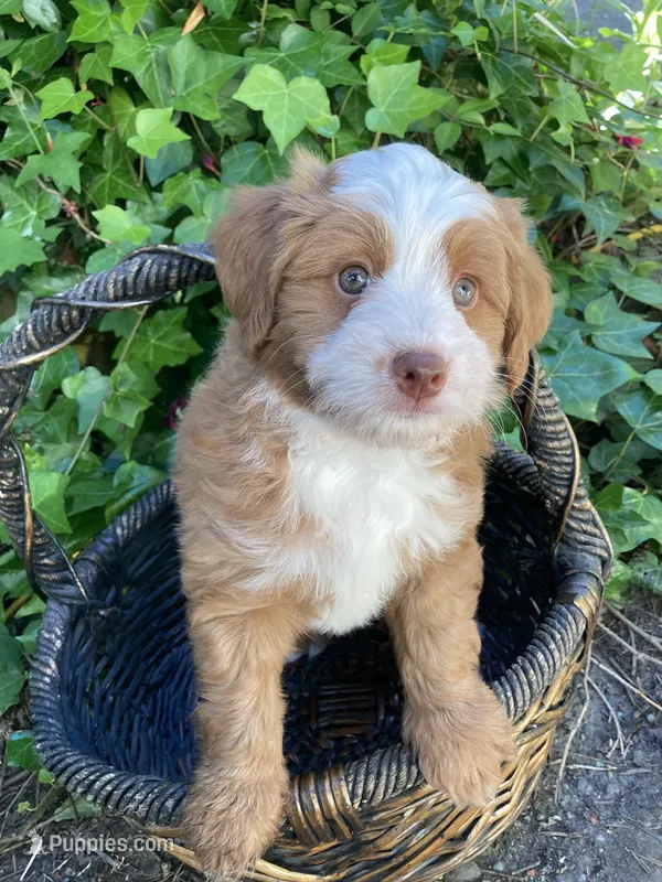 Emerald "Emmy" – Miniature Bernedoodle, Miniature Aussiedoodle puppy for sale in Seattle, WA