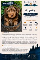 Rock Salt "Rocky", a male Miniature Bernedoodle and Miniature Aussiedoodle for sale in Seattle, WA – 2 of 10