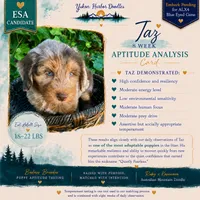 Tanzinite "Taz", a male Miniature Bernedoodle and Miniature Aussiedoodle for sale in Seattle, WA – 3 of 9