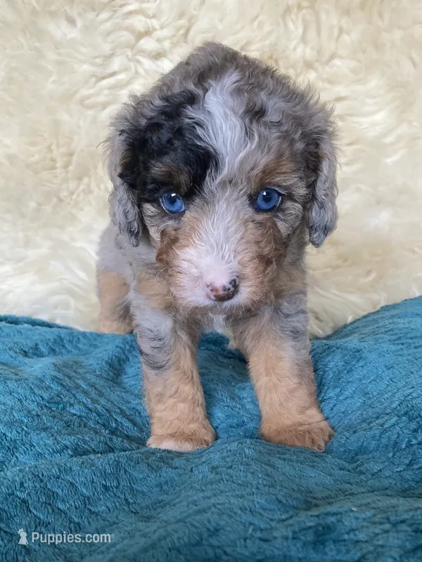 Tostitos "Tilly" – Miniature Bernedoodle, Miniature Aussiedoodle puppy for sale in Seattle, WA