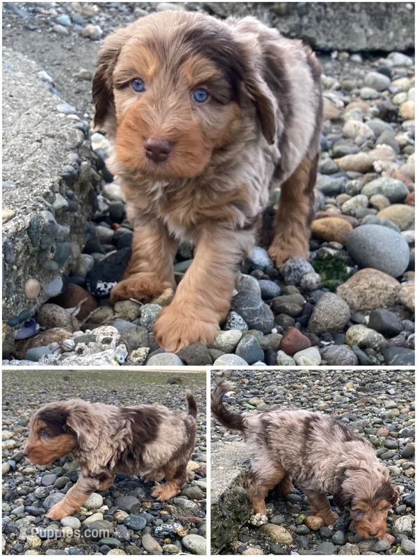 Tanzinite "Taz" – Miniature Bernedoodle, Miniature Aussiedoodle puppy for sale in Seattle, WA