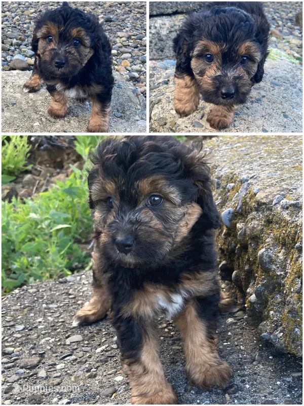 Takis – Miniature Bernedoodle, Miniature Aussiedoodle puppy for sale in Seattle, WA