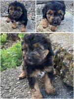 Takis, a female Miniature Bernedoodle and Miniature Aussiedoodle for sale in Seattle, WA – 6 of 10