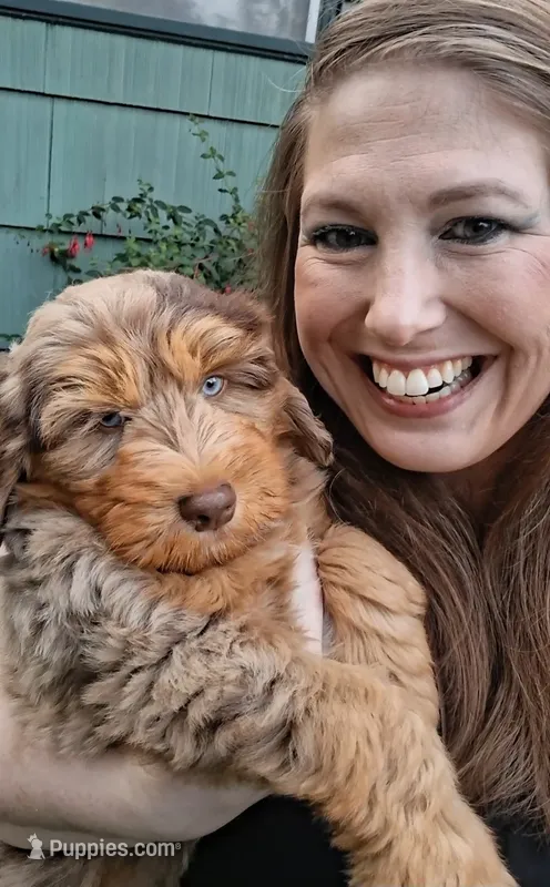 Tanzinite "Taz" – Miniature Bernedoodle, Miniature Aussiedoodle puppy for sale in Seattle, WA