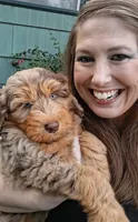 Tanzinite "Taz", a male Miniature Bernedoodle and Miniature Aussiedoodle for sale in Seattle, WA – 1 of 9