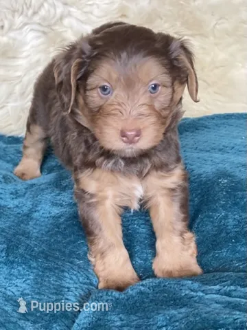 Rock Salt "Rocky" – Miniature Bernedoodle, Miniature Aussiedoodle puppy for sale in Seattle, WA