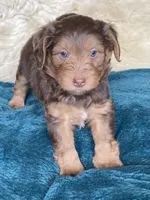 Rock Salt "Rocky", a male Miniature Bernedoodle and Miniature Aussiedoodle for sale in Seattle, WA – 1 of 4