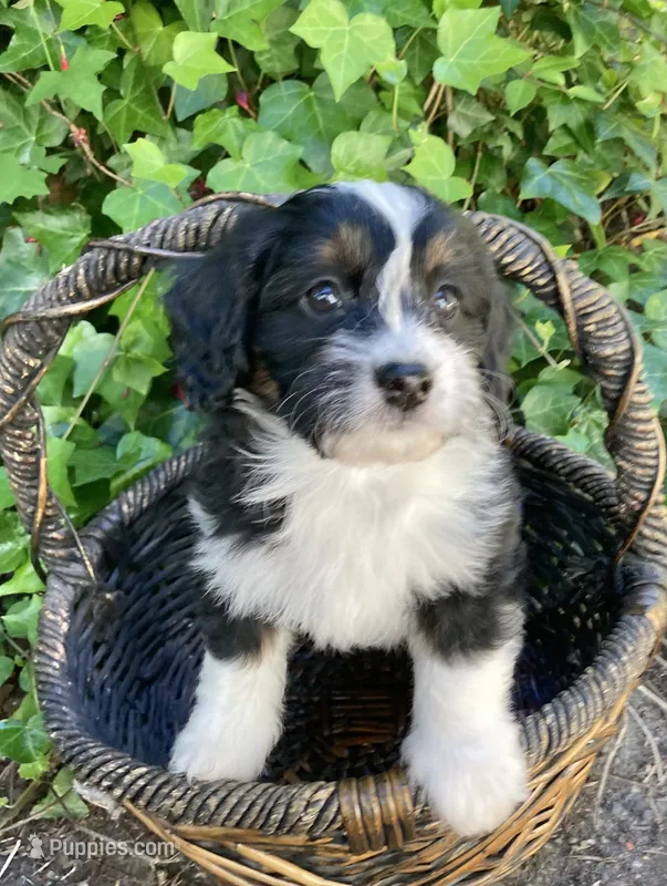 Ruffles – Miniature Bernedoodle, Miniature Aussiedoodle puppy for sale in Seattle, WA