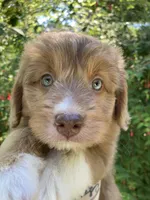Cheeto Chad, a male Miniature Bernedoodle and Miniature Aussiedoodle for sale in Seattle, WA – 4 of 9