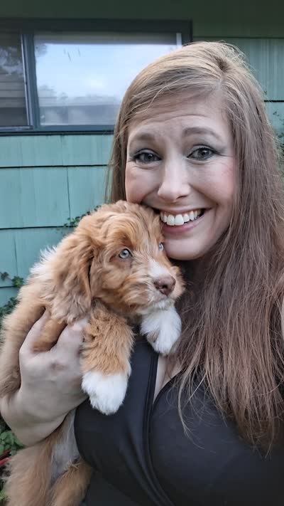 Cheeto Chad, a male Miniature Bernedoodle and Miniature Aussiedoodle for sale in Seattle, WA – 9 of 9