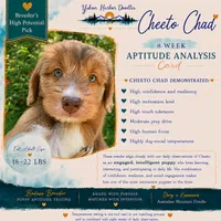 Cheeto Chad, a male Miniature Bernedoodle and Miniature Aussiedoodle for sale in Seattle, WA – 3 of 9