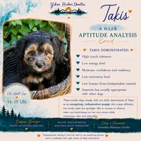 Takis, a female Miniature Bernedoodle and Miniature Aussiedoodle for sale in Seattle, WA – 3 of 10