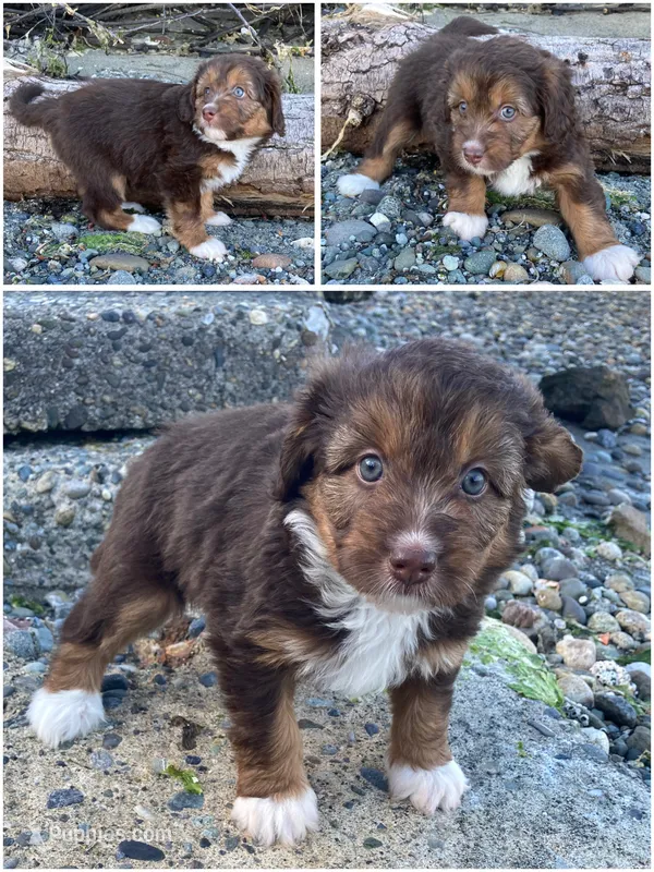 Fritos – Miniature Bernedoodle, Miniature Aussiedoodle puppy for sale in Seattle, WA