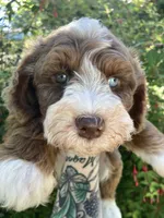 Jade "Jay", a male Miniature Bernedoodle and Miniature Aussiedoodle for sale in Seattle, WA – 5 of 9