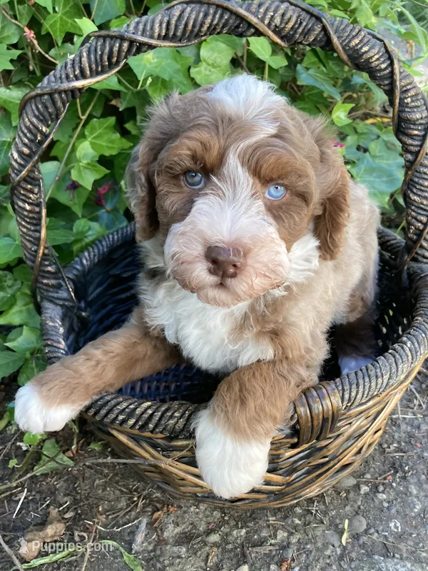 Jade "Jay" – Miniature Bernedoodle, Miniature Aussiedoodle puppy for sale in Seattle, WA