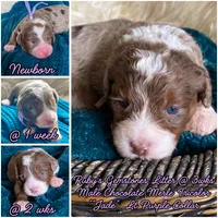 Jade "Jay", a male Miniature Bernedoodle and Miniature Aussiedoodle for sale in Seattle, WA – 3 of 4