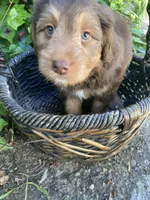Rock Salt "Rocky", a male Miniature Bernedoodle and Miniature Aussiedoodle for sale in Seattle, WA – 4 of 10
