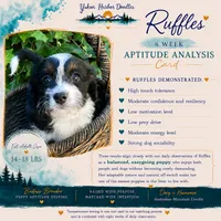 Ruffles, a female Miniature Bernedoodle and Miniature Aussiedoodle for sale in Seattle, WA – 2 of 9