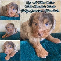 Tanzinite "Taz", a male Miniature Bernedoodle and Miniature Aussiedoodle for sale in Seattle, WA – 2 of 4