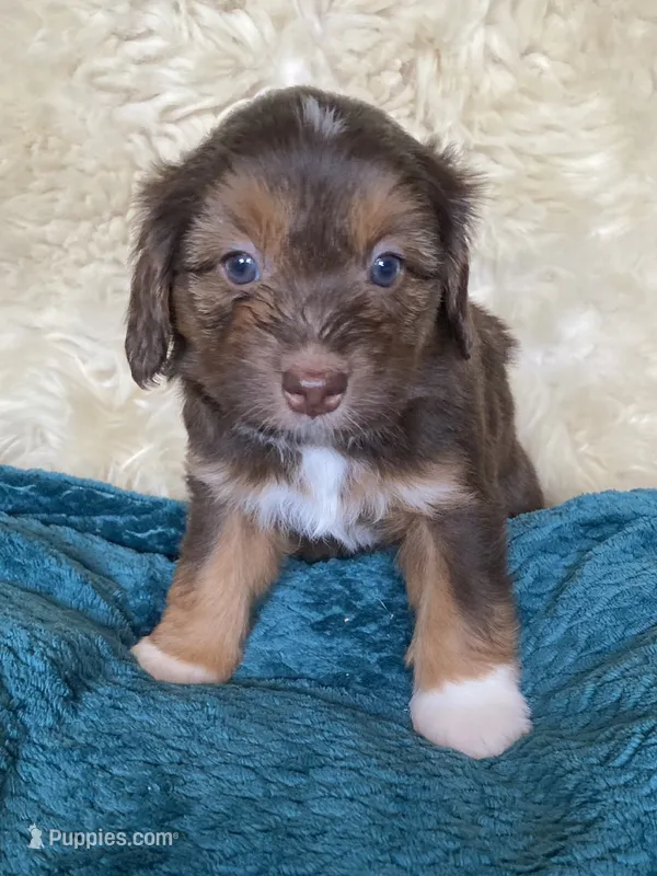 "Princess" Pringles  – Miniature Bernedoodle, Miniature Aussiedoodle puppy for sale in Seattle, WA