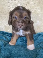 "Princess" Pringles , a female Miniature Bernedoodle and Miniature Aussiedoodle for sale in Seattle, WA – 1 of 4