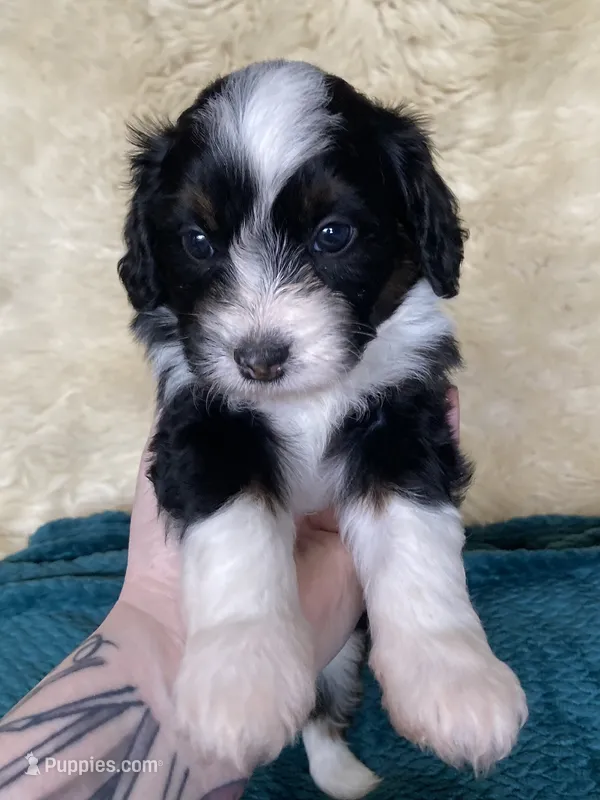 Ruffles – Miniature Bernedoodle, Miniature Aussiedoodle puppy for sale in Seattle, WA
