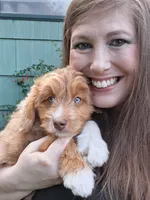 Cheeto Chad, a male Miniature Bernedoodle and Miniature Aussiedoodle for sale in Seattle, WA – 1 of 9