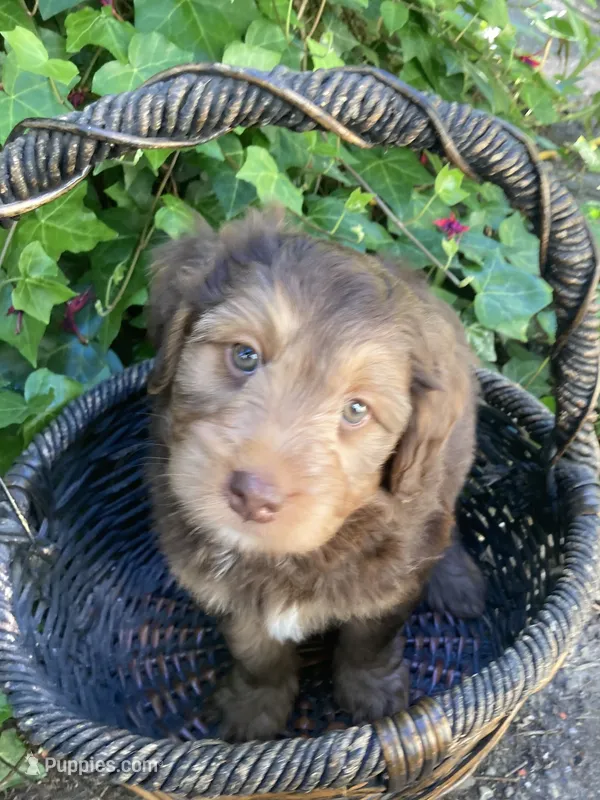 Rock Salt "Rocky" – Miniature Bernedoodle, Miniature Aussiedoodle puppy for sale in Seattle, WA